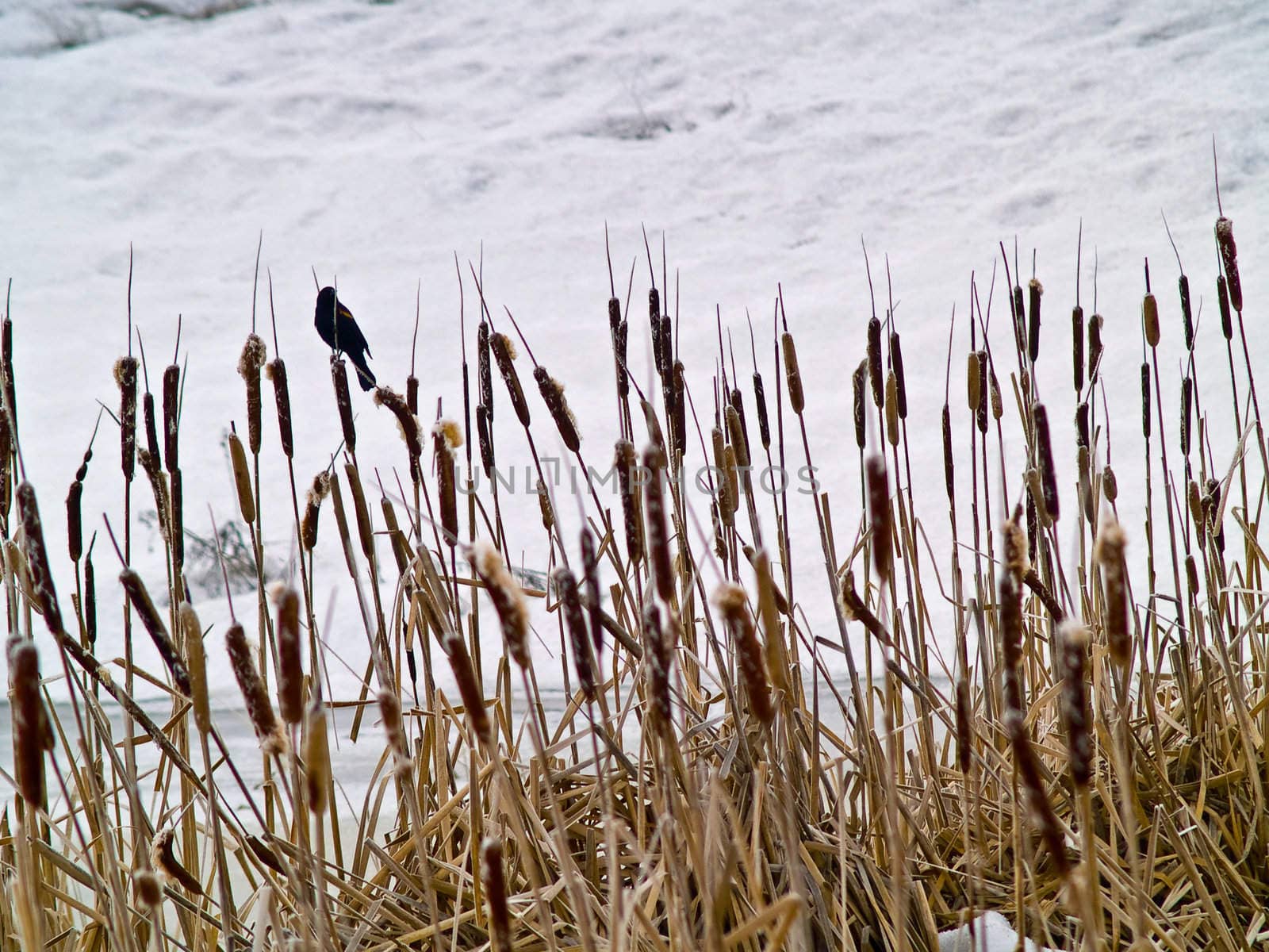 Red Winged Blackbird in a Frozen Marsh Area on an Overcast Day