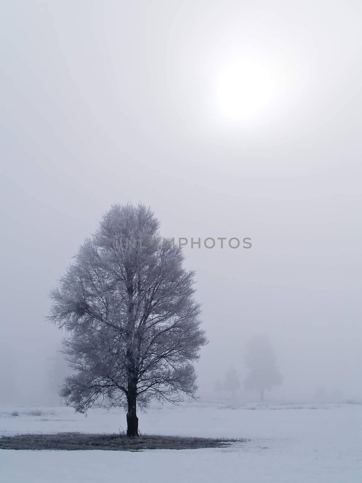 Frost covered tree on a misty, winter morning with the sun burning through the clouds