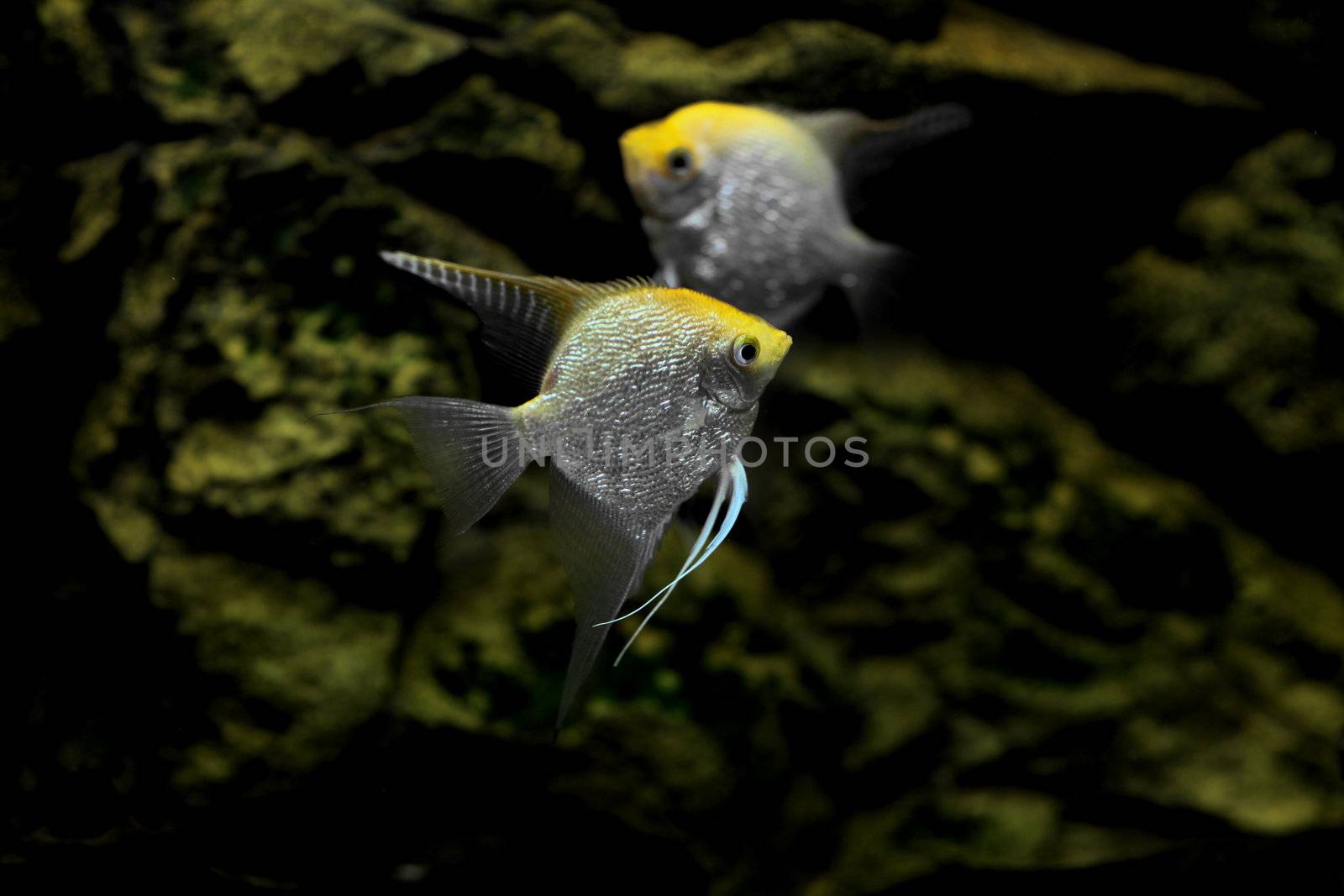Aquarium