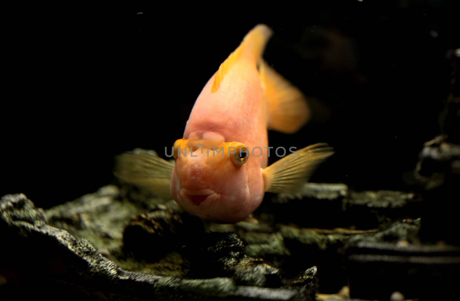 parrot fish