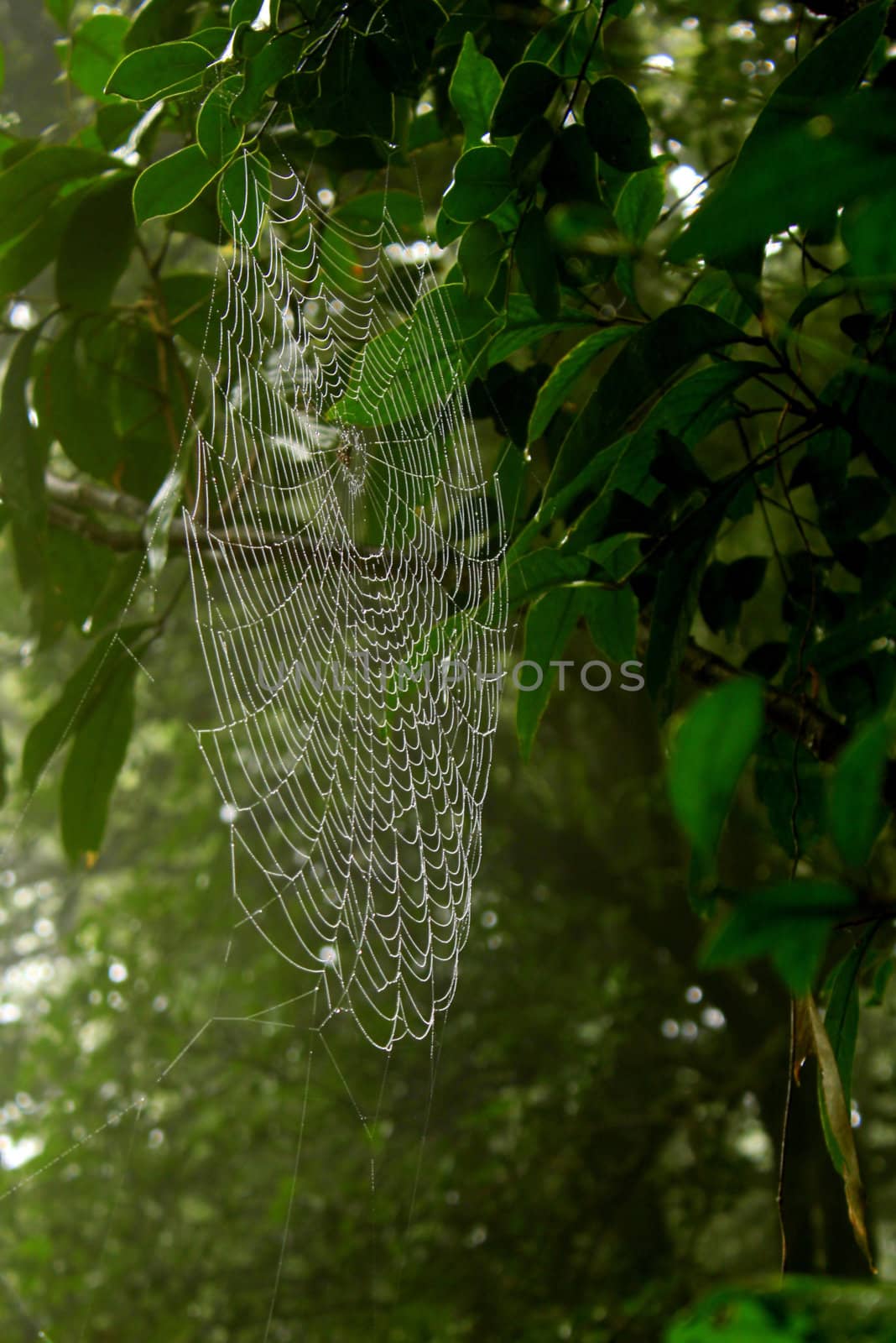 A huge spider web glistening in rainwaters on a mango tree, in the tropical forests in India.