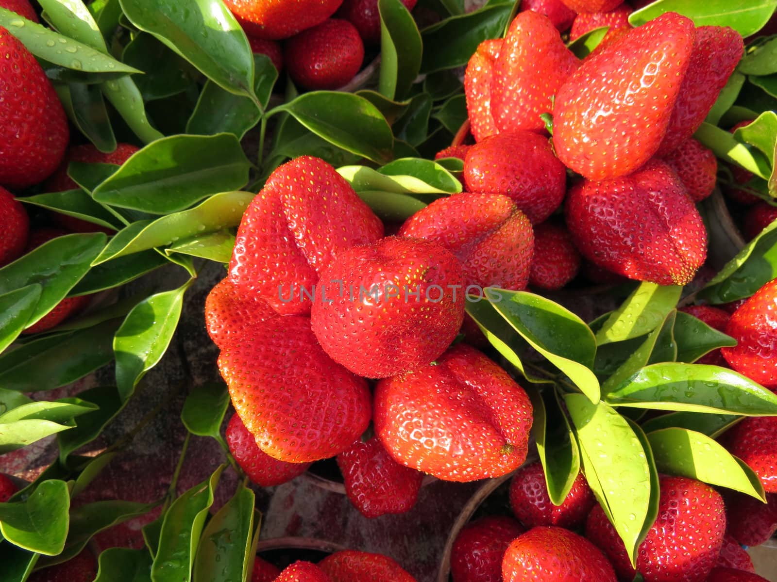 Luscious and juicy looking fresh strawberries from a farm.                               