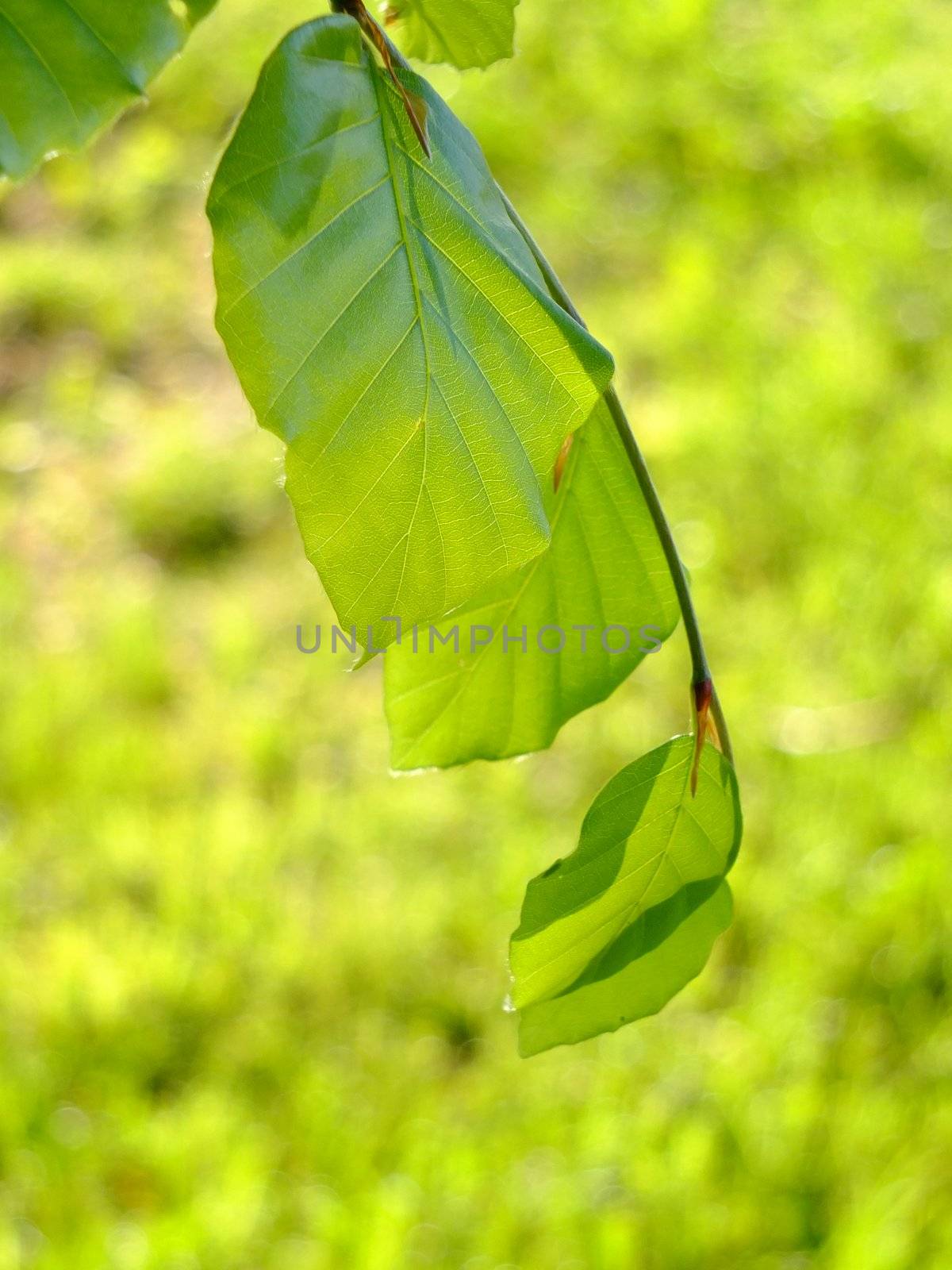 green leaves shallow focus - perfect spring background