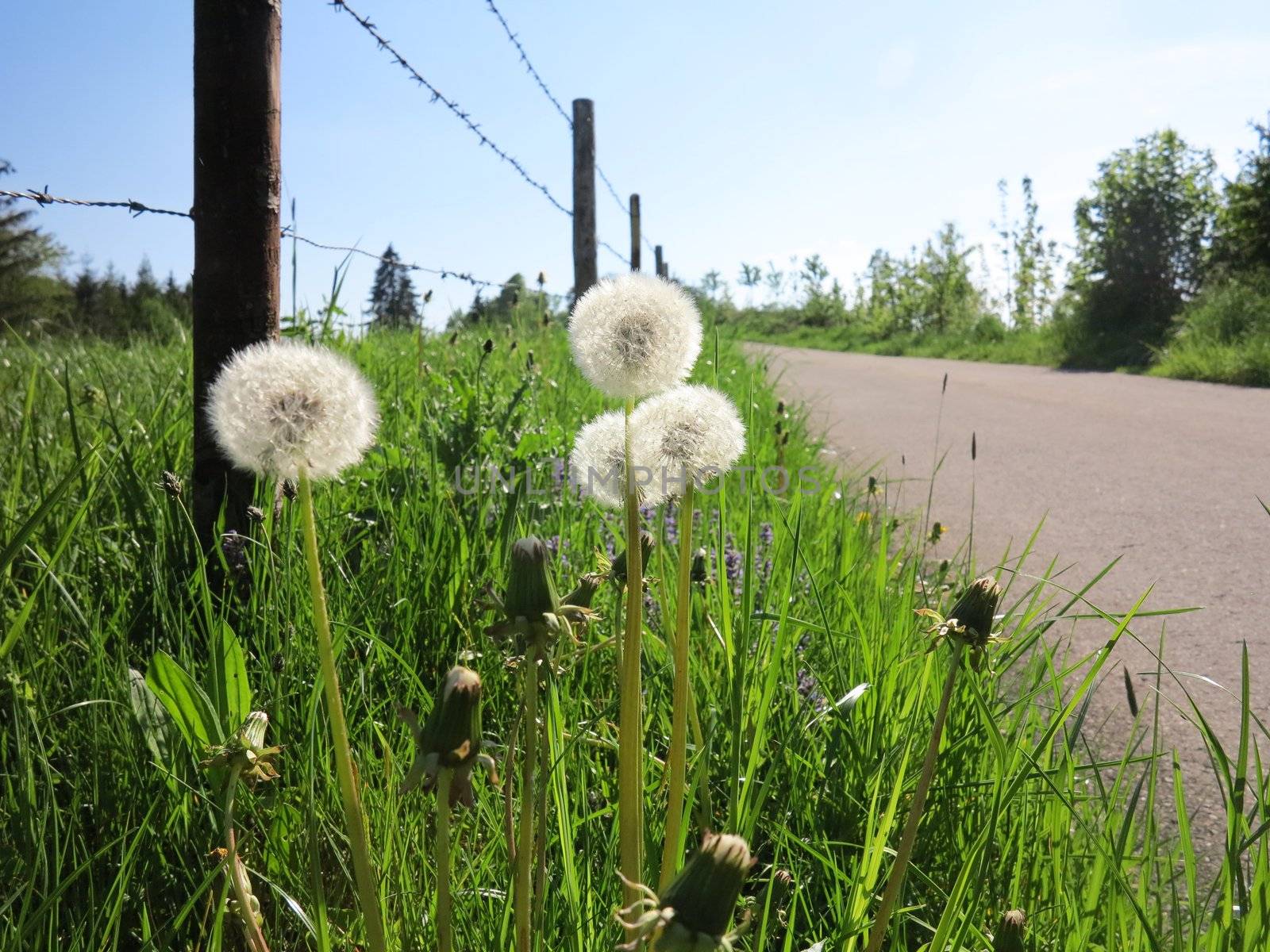 spring dandelion meadow by yucas