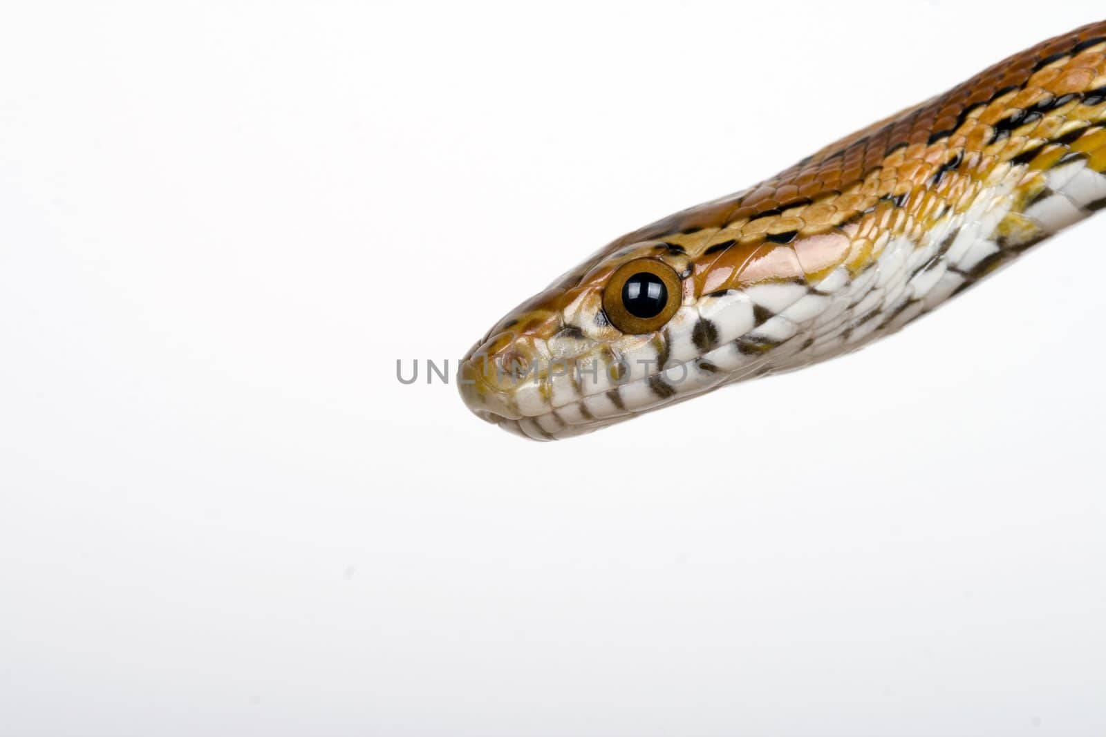 photograph of a harmless corn snake on a white background