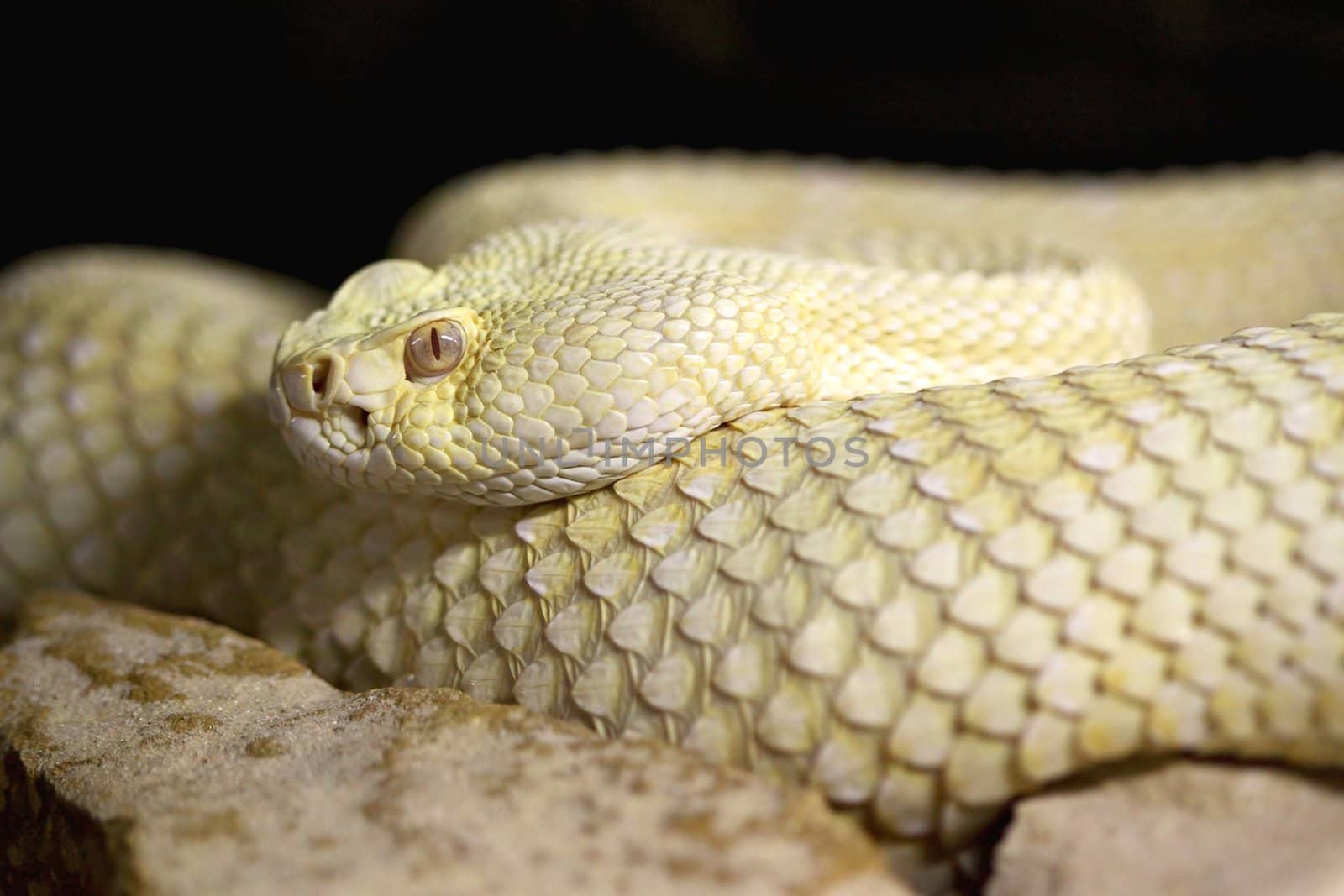 Photograph of a dangerous and poisonous Crotalus captive albino