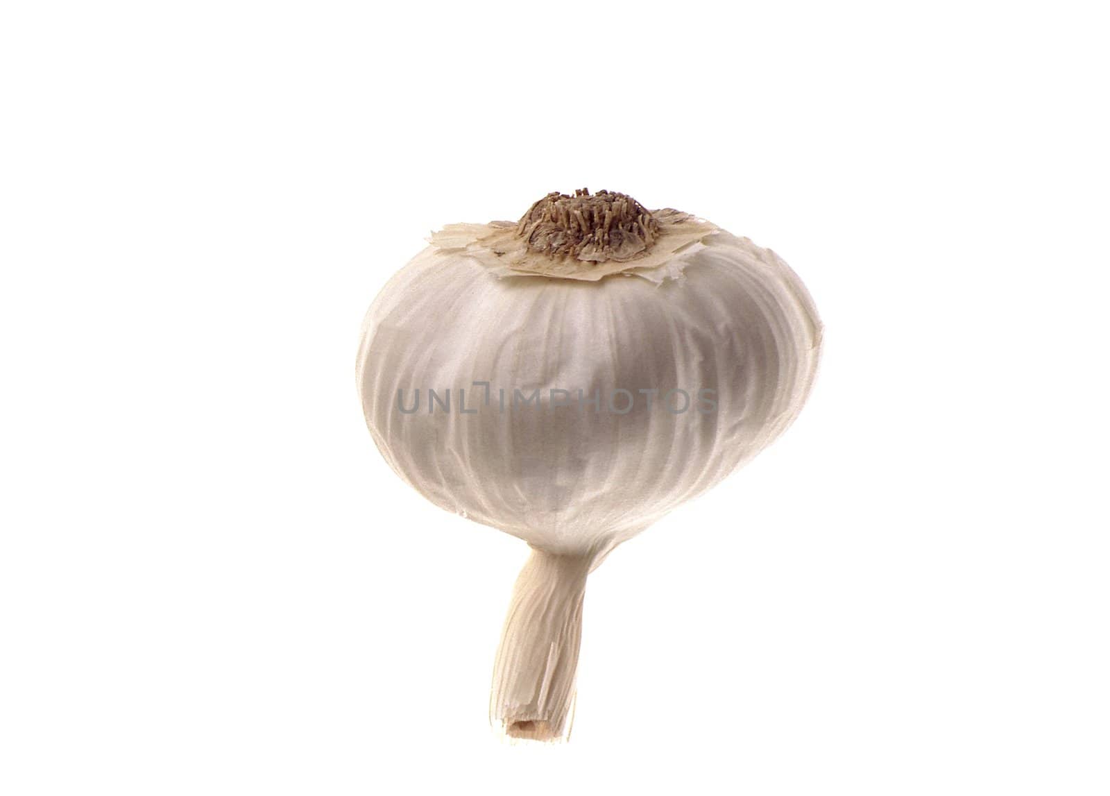 Garlic isolated on white background.
