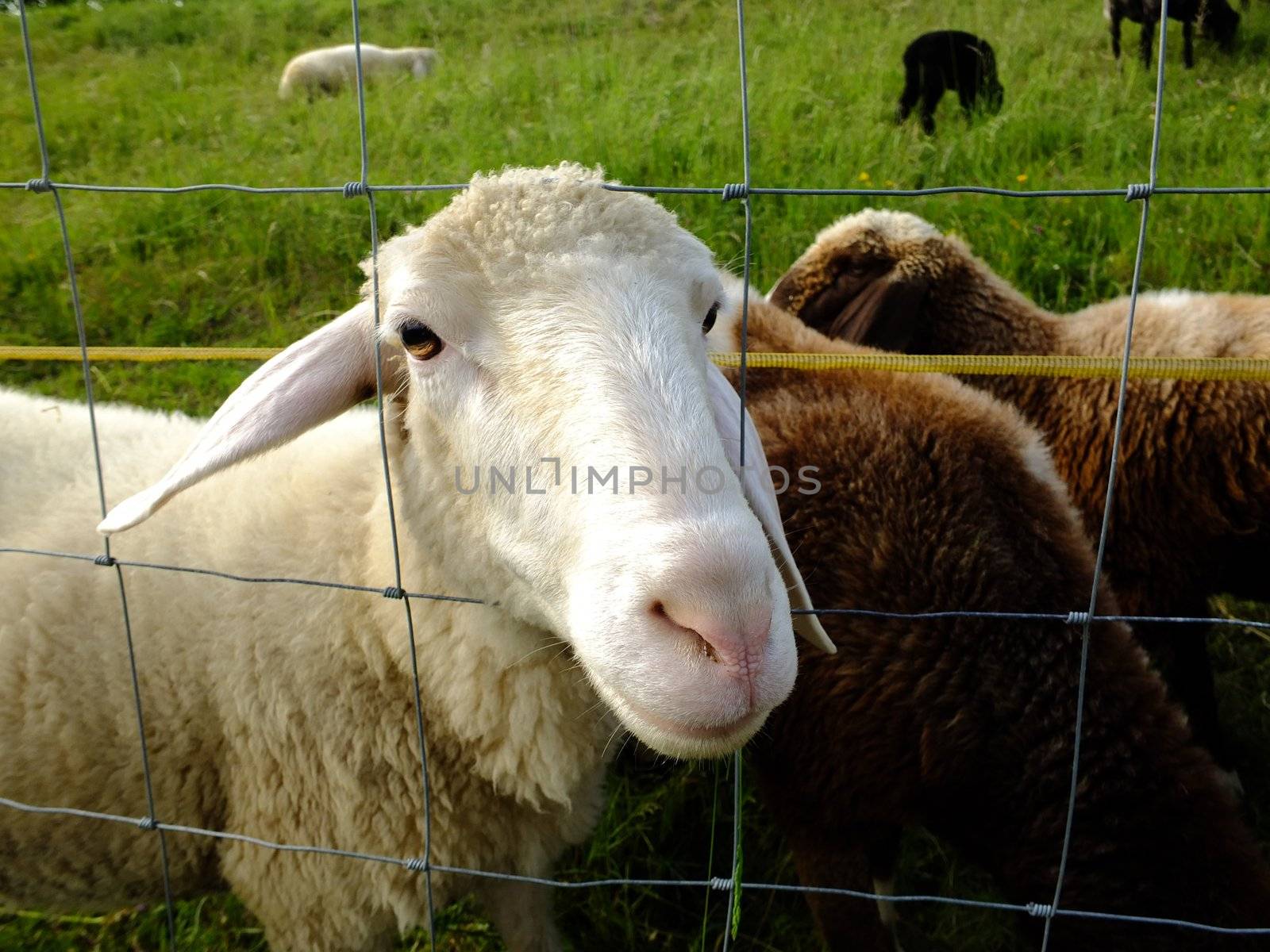 Cute sheeps on green meadow by yucas