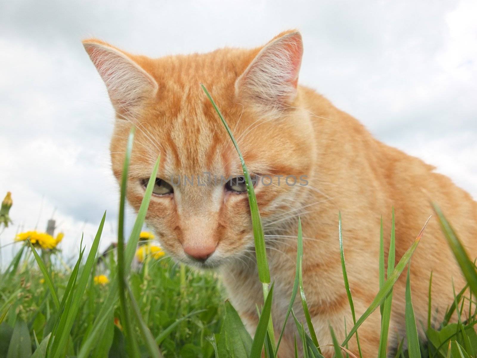 domestic cat outside in the field