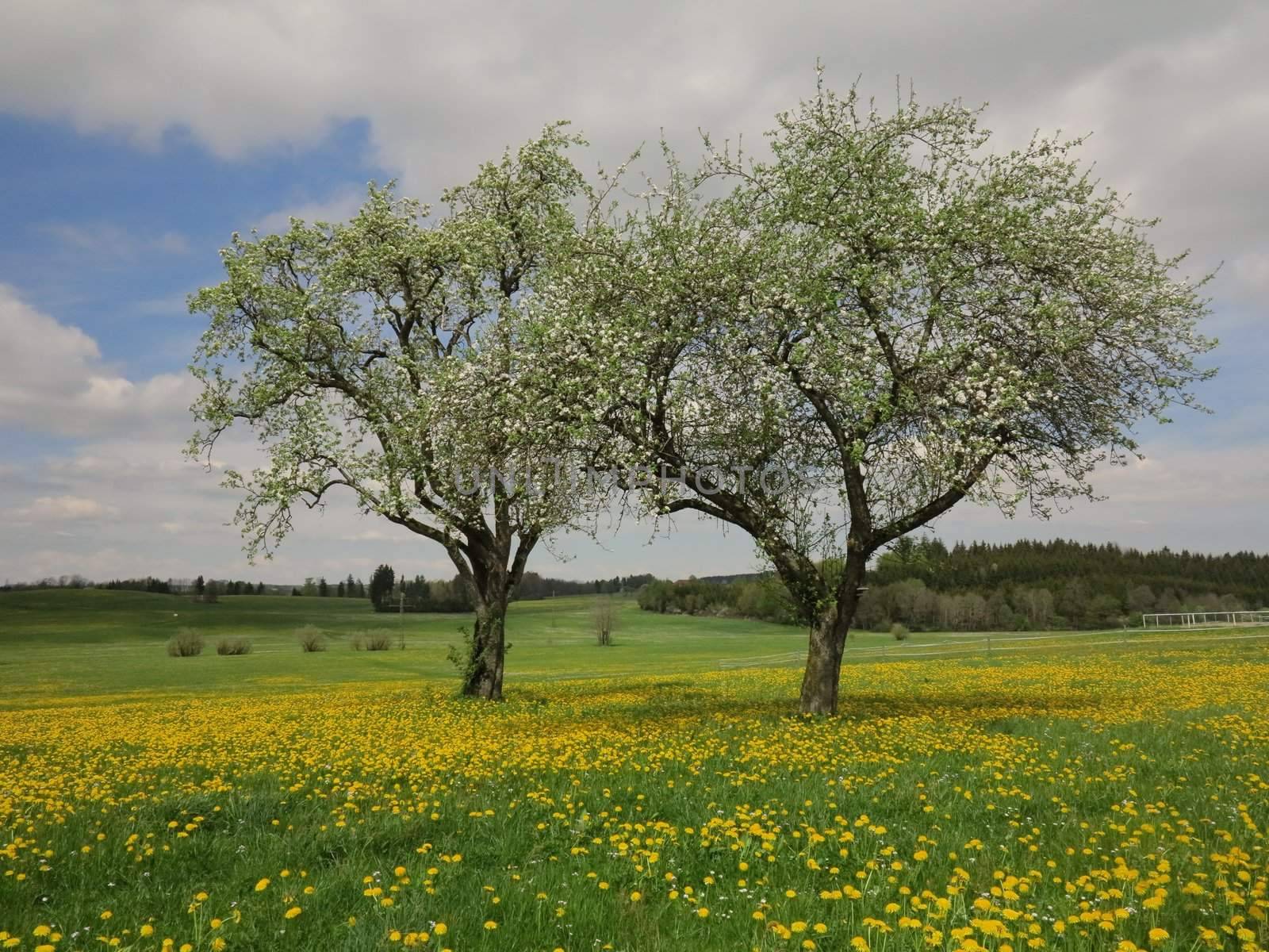 spring landscape by yucas