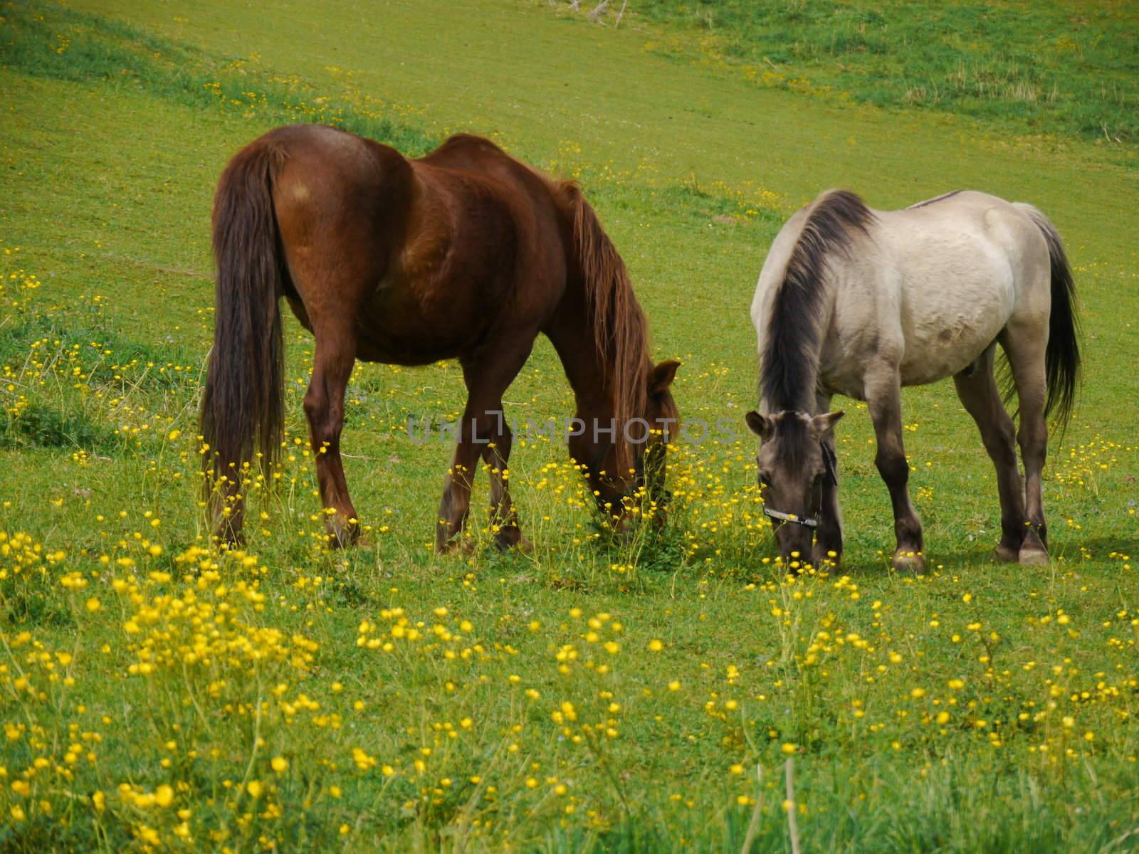 Horse on the prairie by yucas