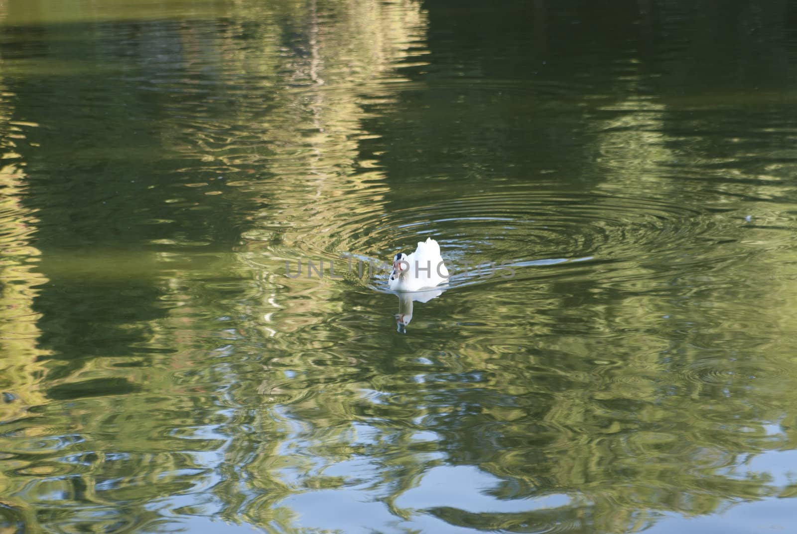 White weft will sail on the transparent lake during the sunny day