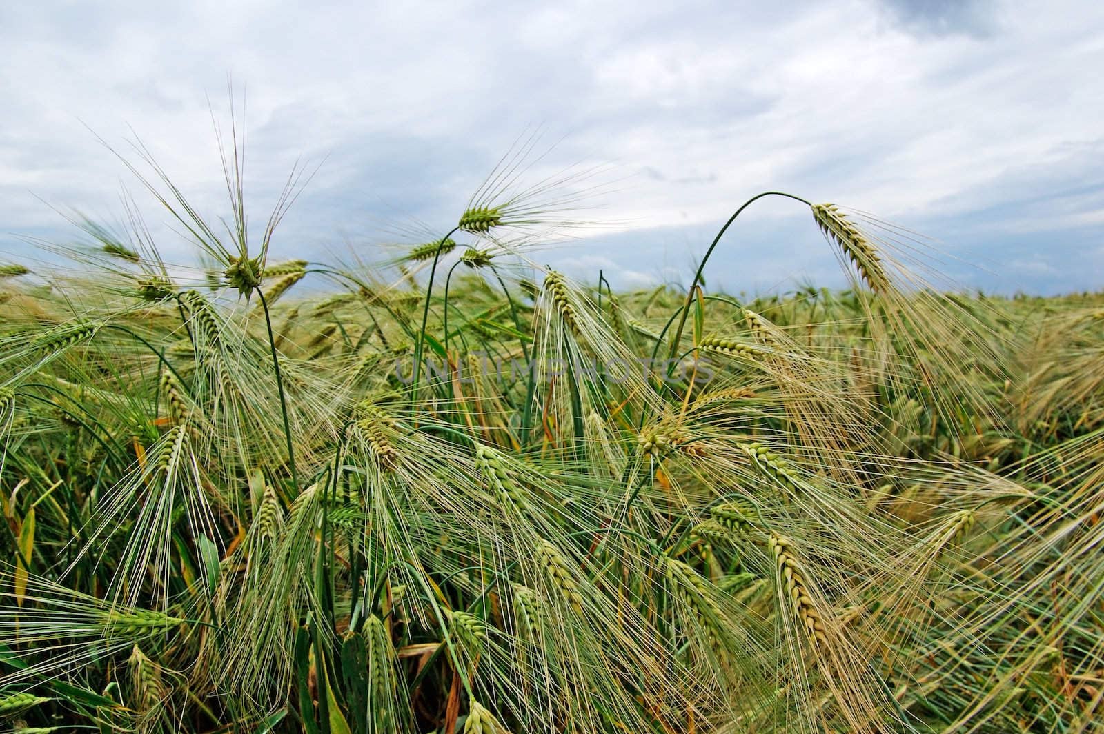 Green rye on the field. Dramatic cloudy sky behind. by borodaev