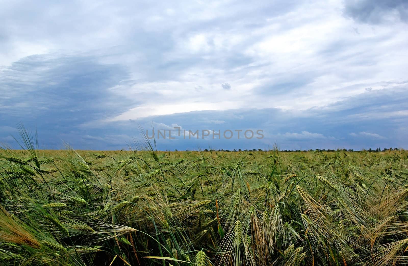 Green rye on the field before rain. Dramatic sky on background. by borodaev