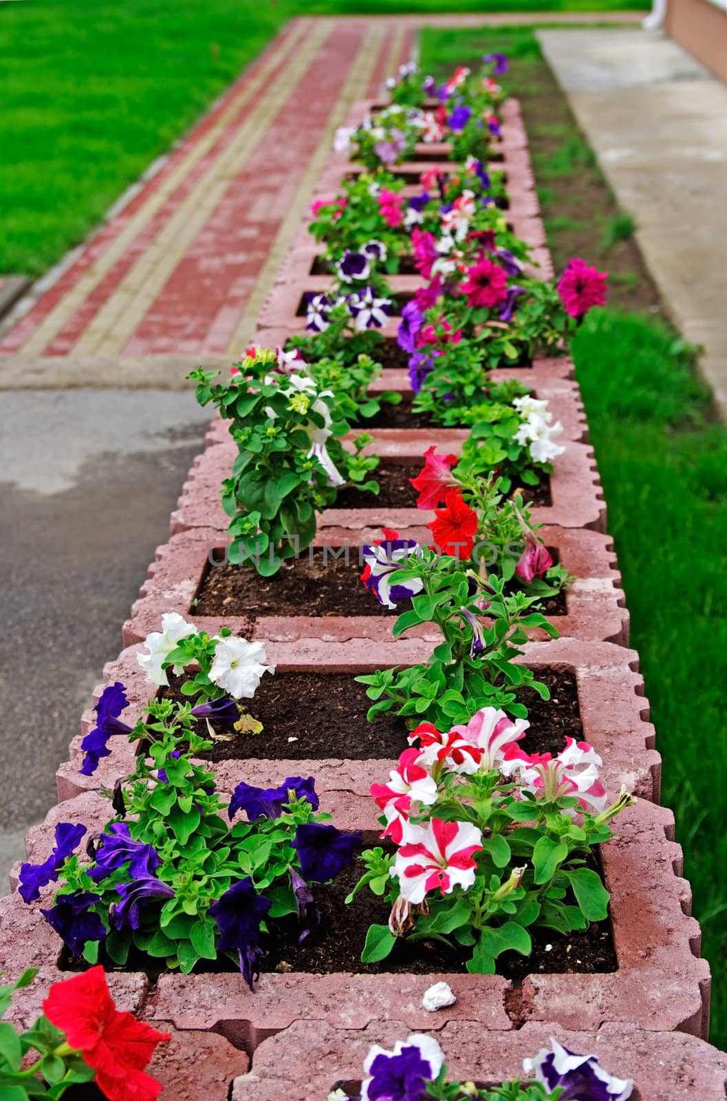 Flower bed and lawn near office buiding. Selective focus.