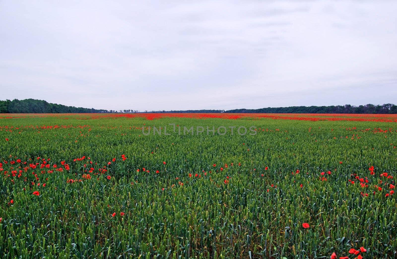 Lot of red poppys among green dye on the field. by borodaev