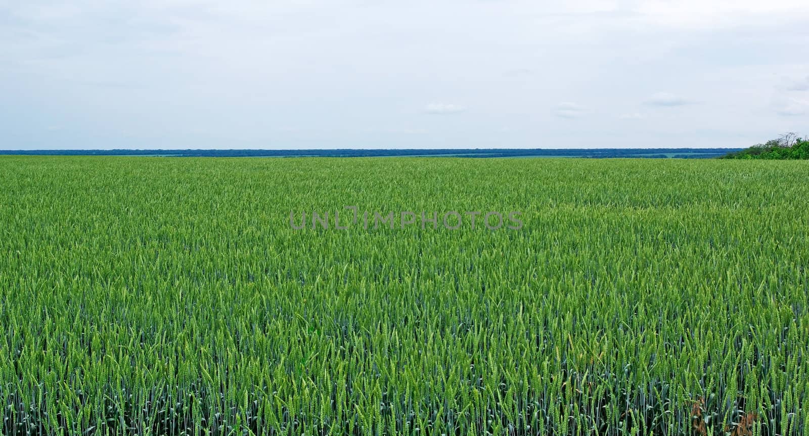 Field of green rye and cloudy sky. Tungsten weather. by borodaev