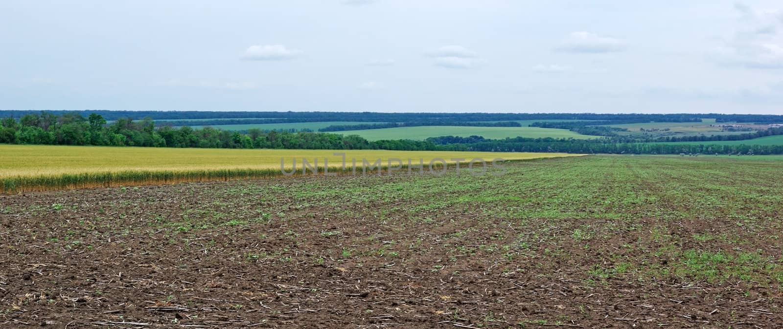 Panoramic landscape of field with wheat. Tungsten weather.