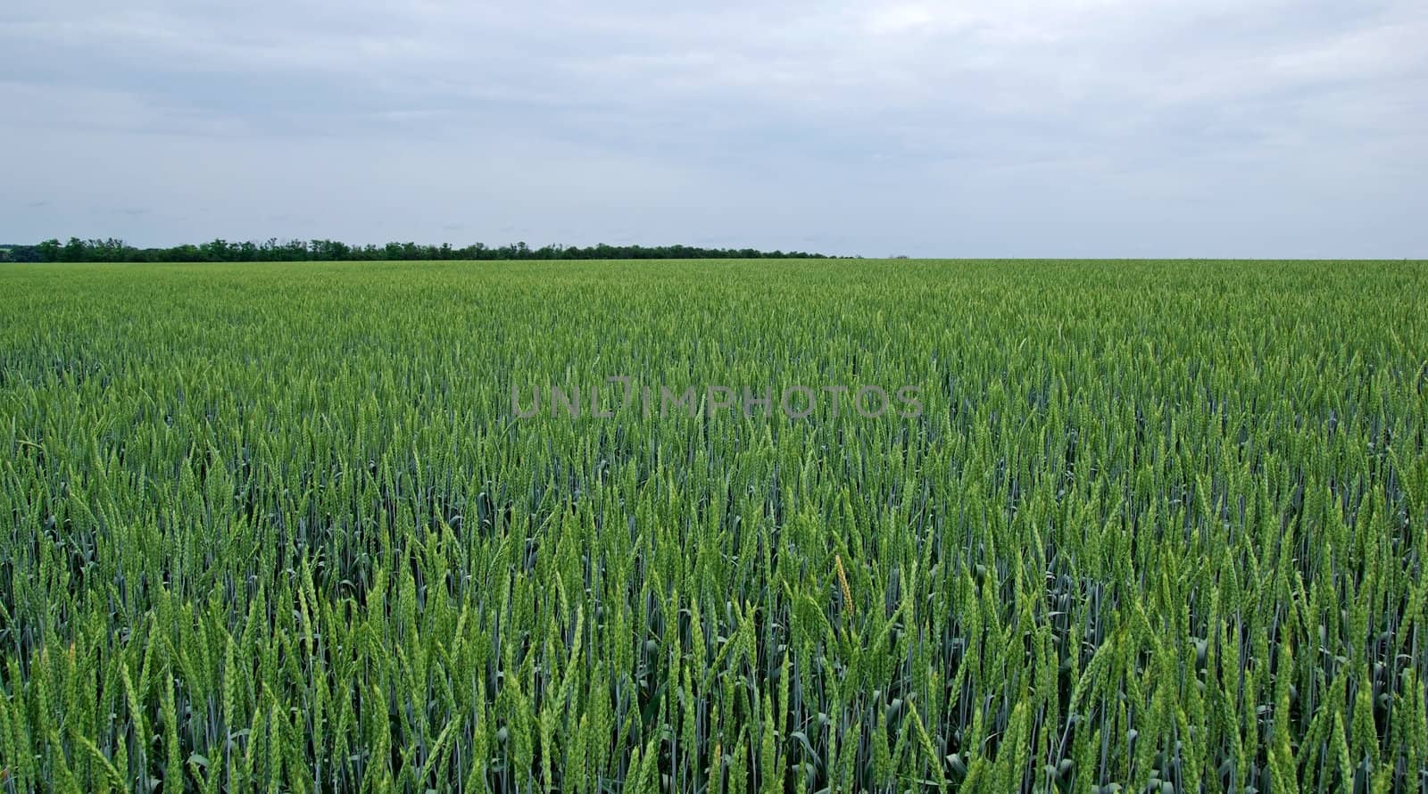 Field of green rye and cloudy sky. Tungsten weather.