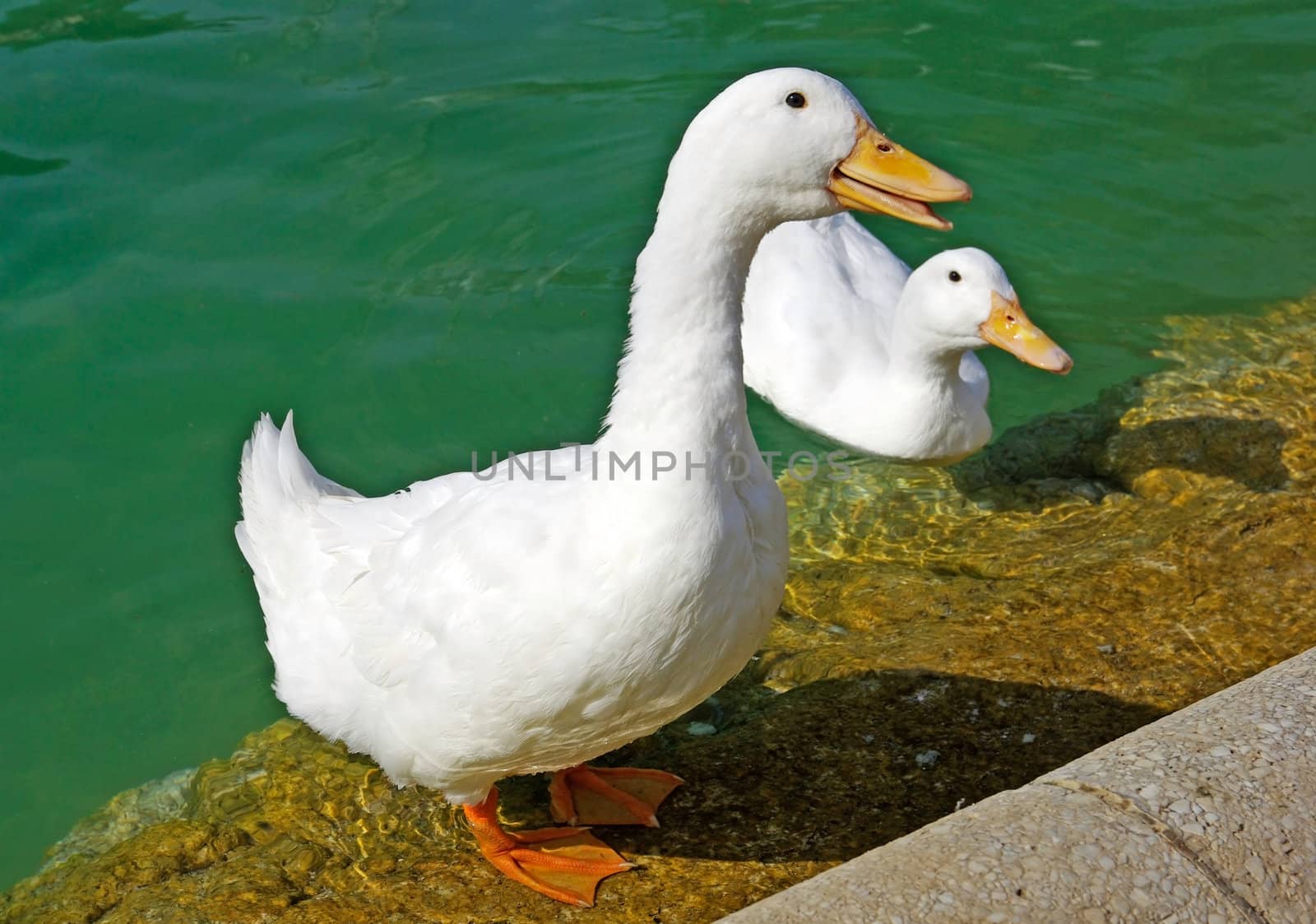 White goose near pond in Ciutadell park. Barcelona, Spain. by borodaev