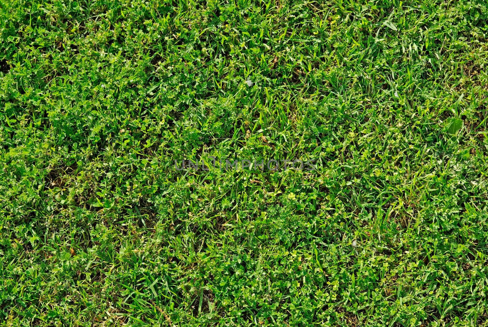 Green summer lawn. Good as background or backdrop.