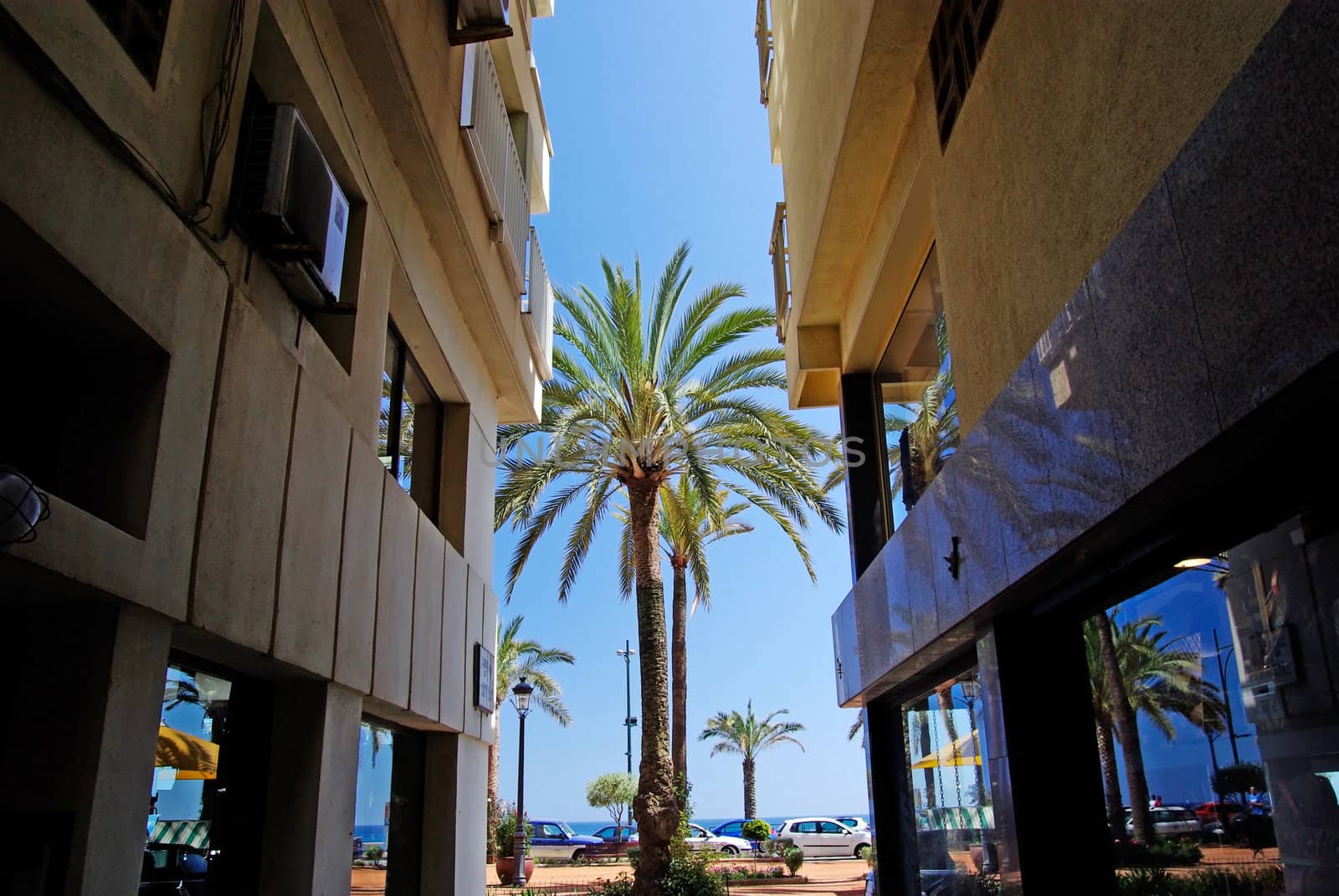 Palm between hotels. Mediterranean city Lloret de Mar, Spain.