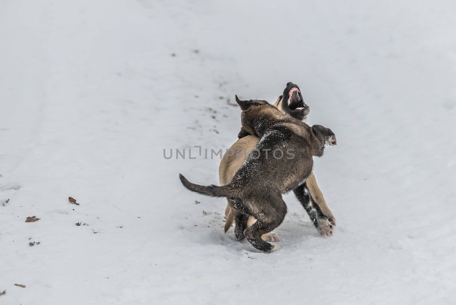 Two cute little dog pups playing and fighting in snow. One has his mouth open, another is biting the other's neck.