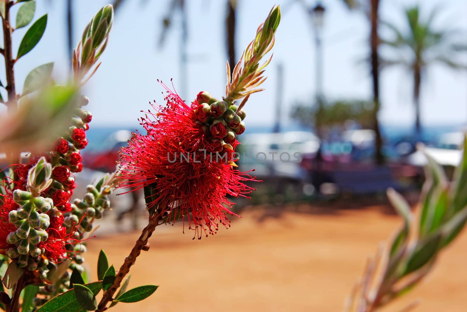 Selective focus on flowers near mediterranean beach. Lloret de Mar, Spain.