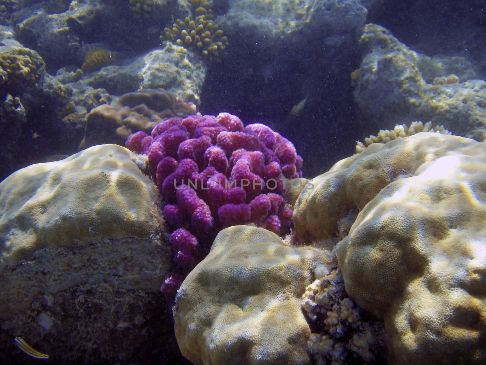 Beautiful coral reef close up underwater photography. by borodaev