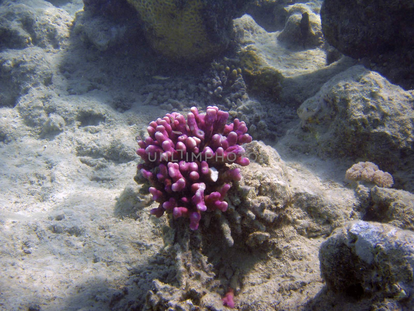 Beautiful coral reef with small fishes underwater photography. by borodaev