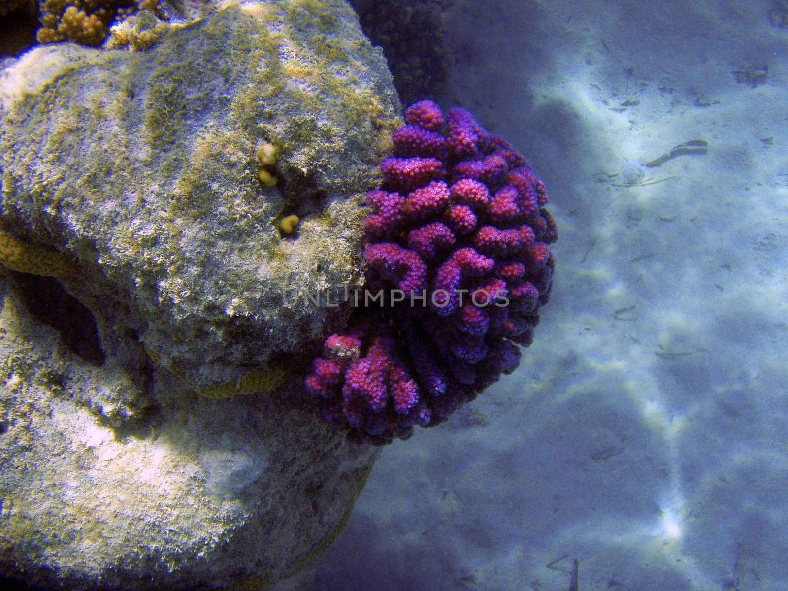 Bright colors  coral reef close up underwater photography. by borodaev