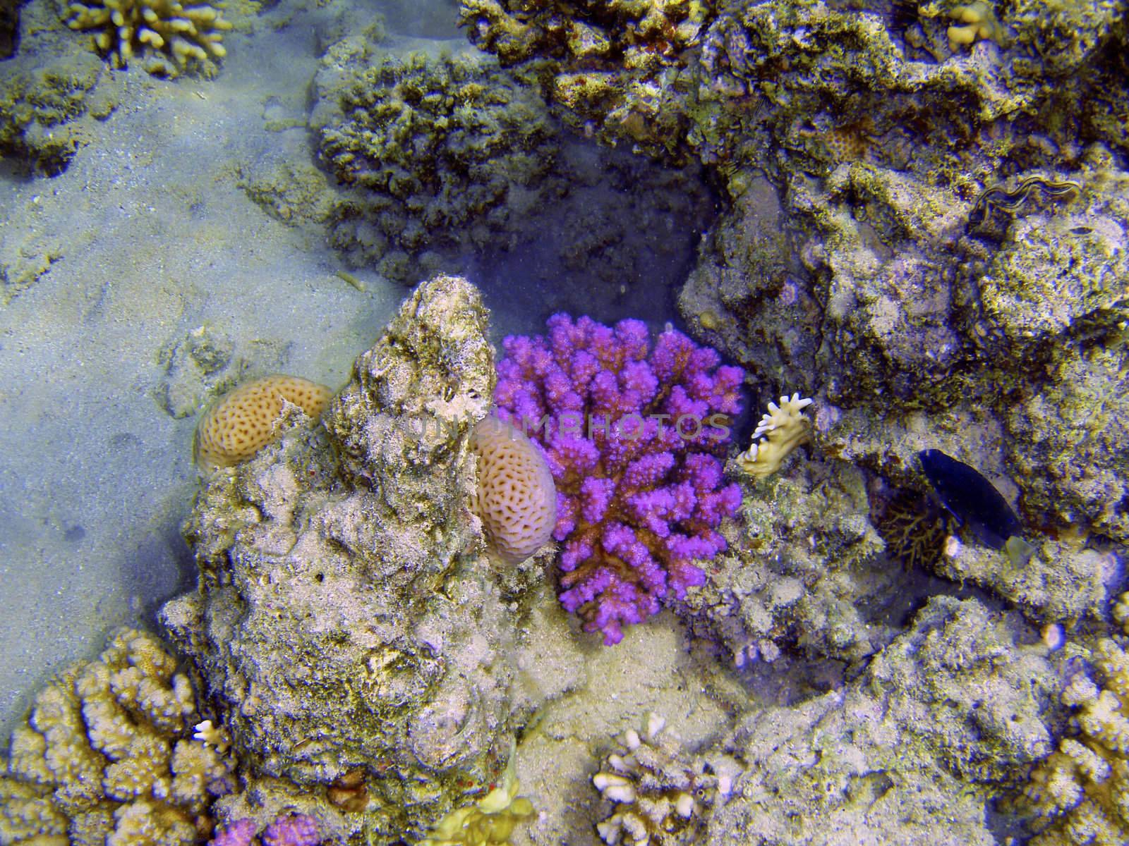 Beautiful coral reef with small fishes underwater photography.