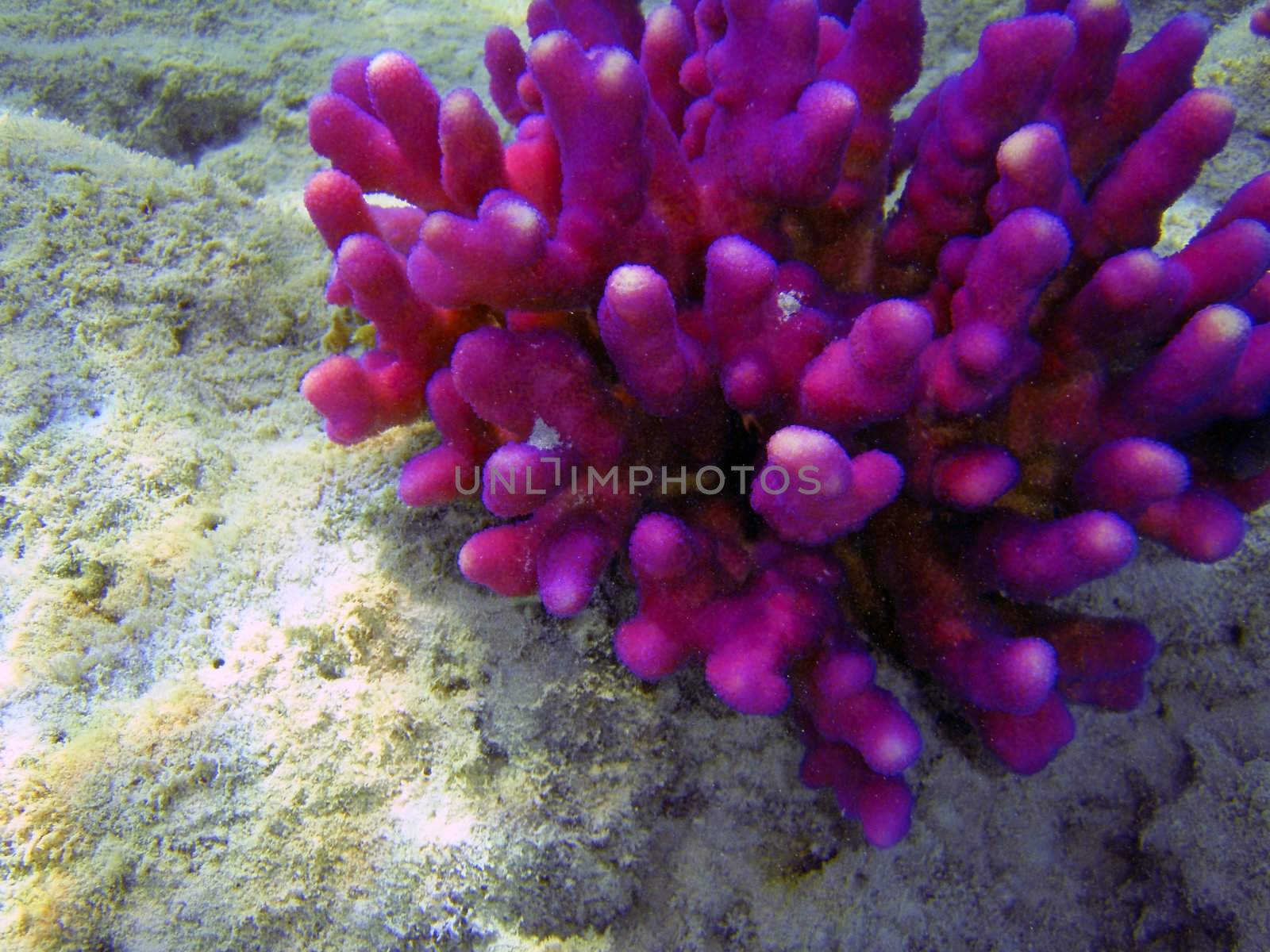 Beautiful coral reef close up underwater photography. by borodaev