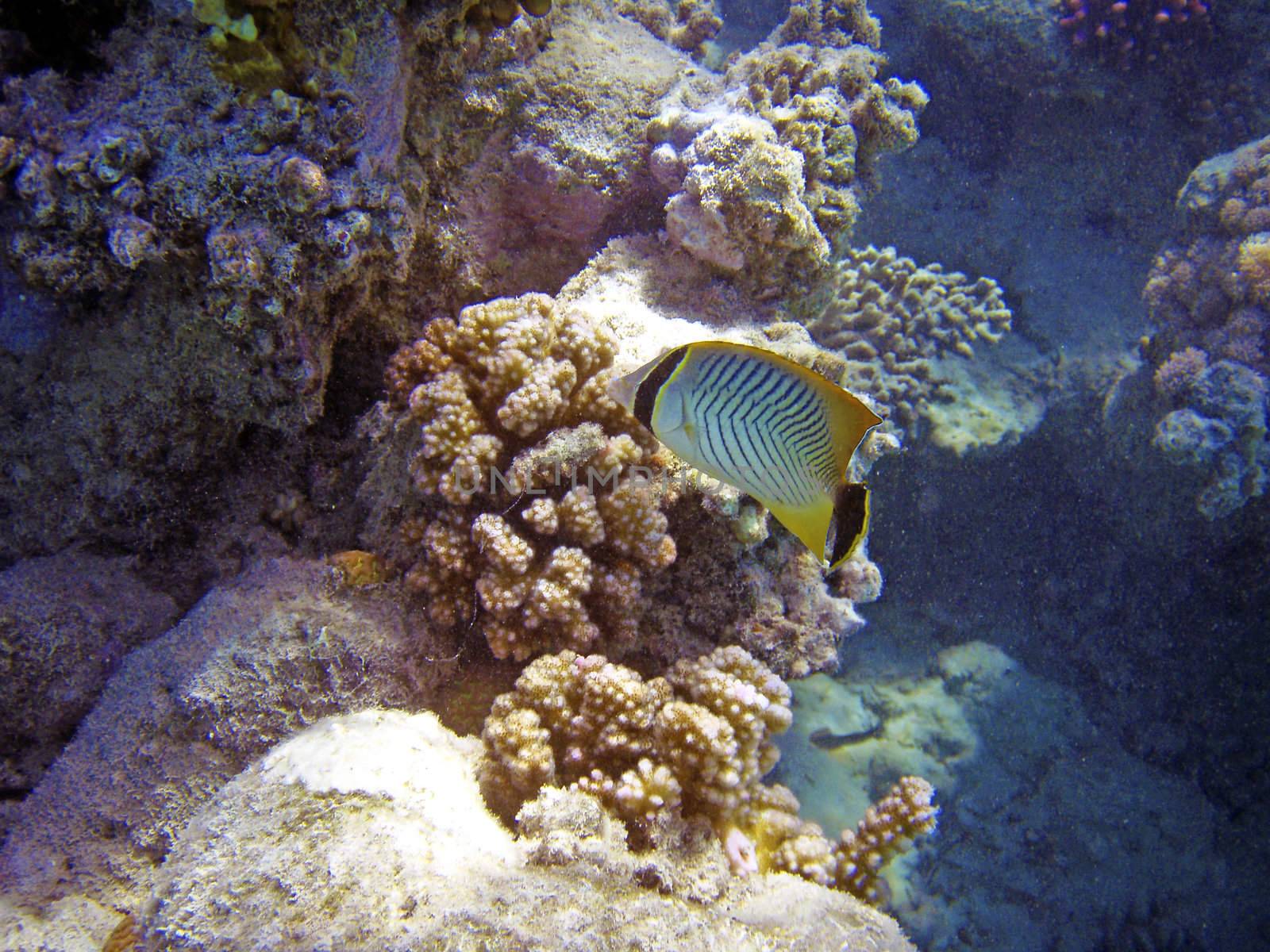 Fish swimming near coral reef.Underwater photo.