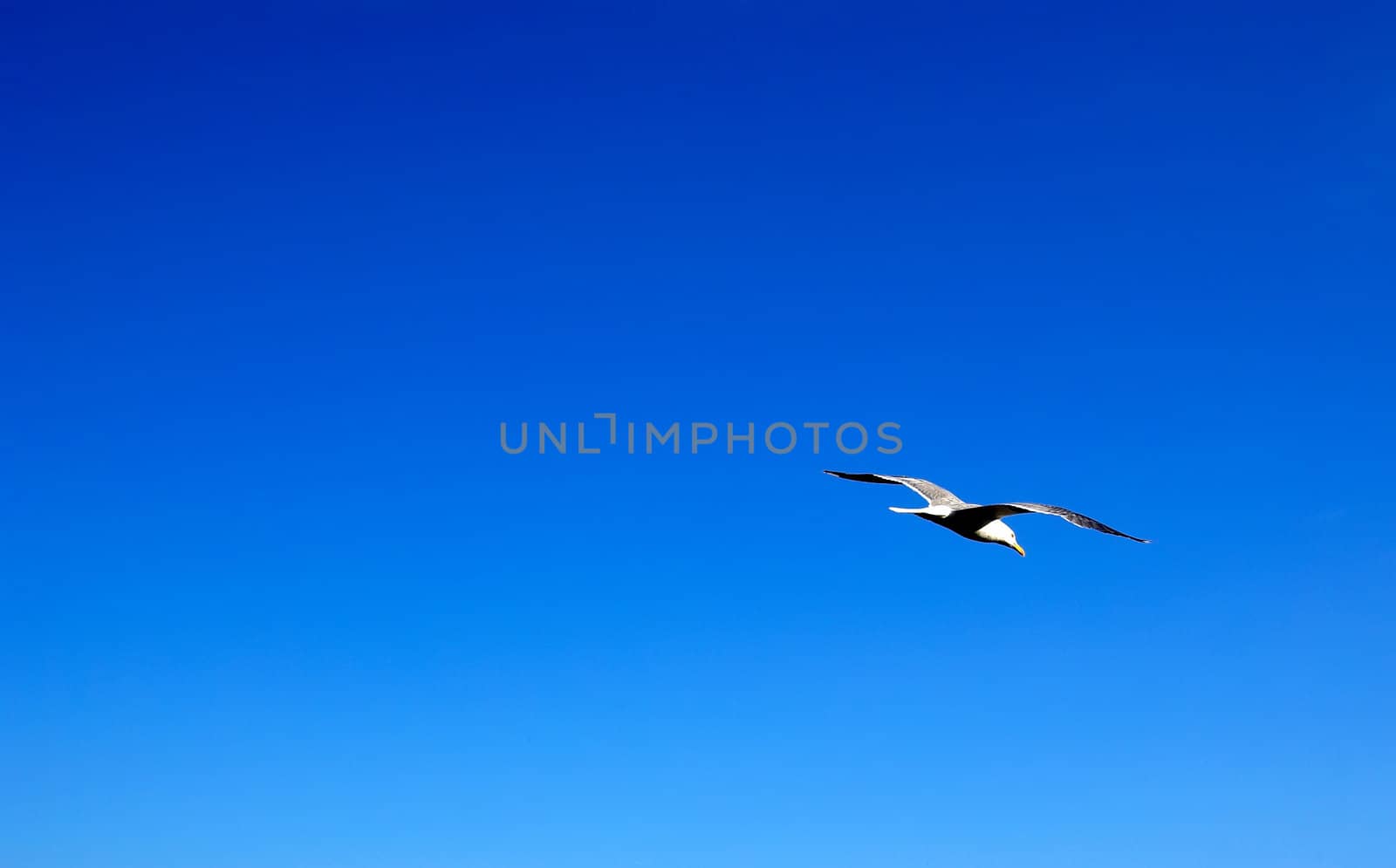 Seagull soaring in the blue summer sky. Empty space for your design.