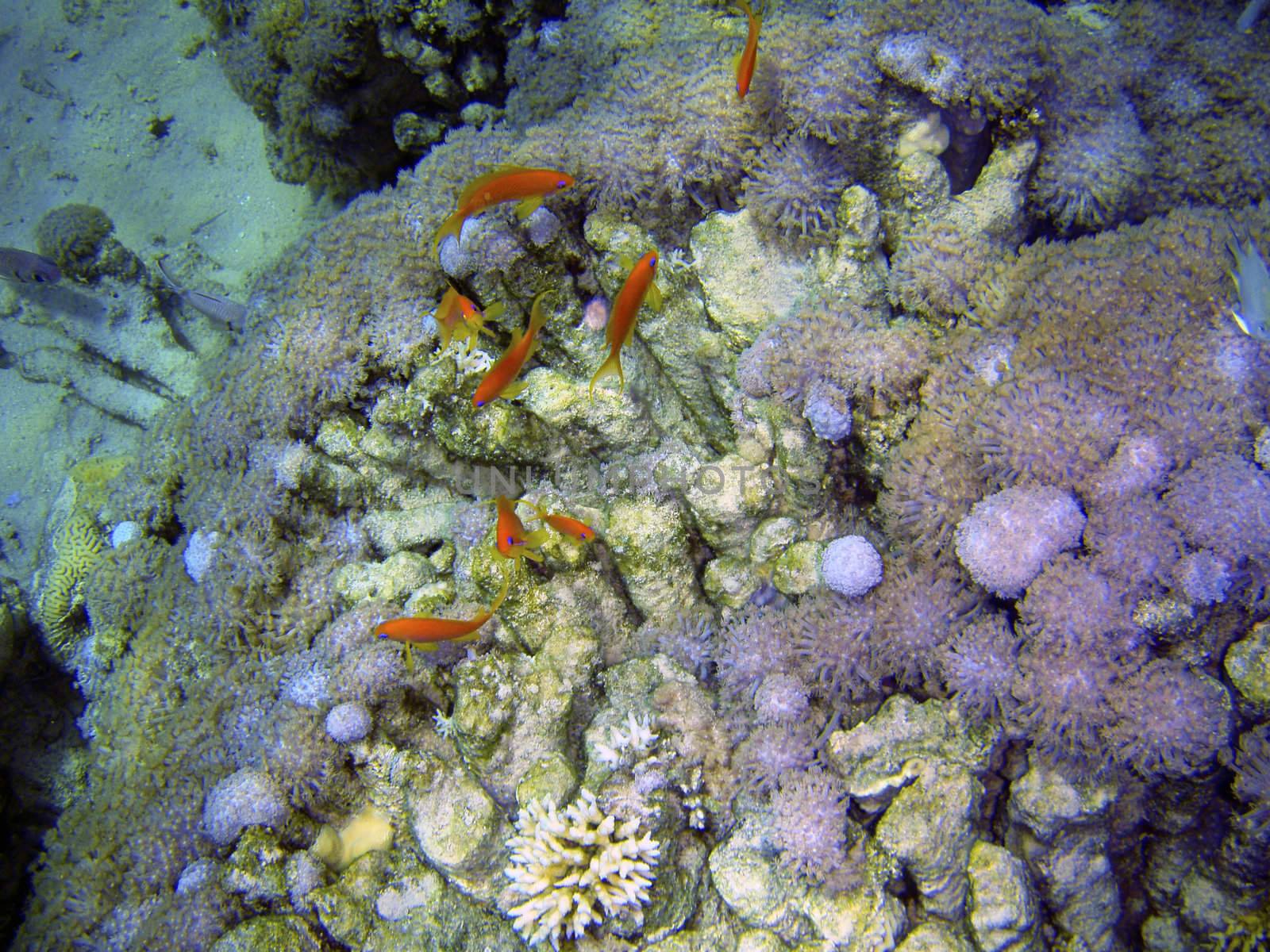 Colony of fishes swimming near coral reef. by borodaev