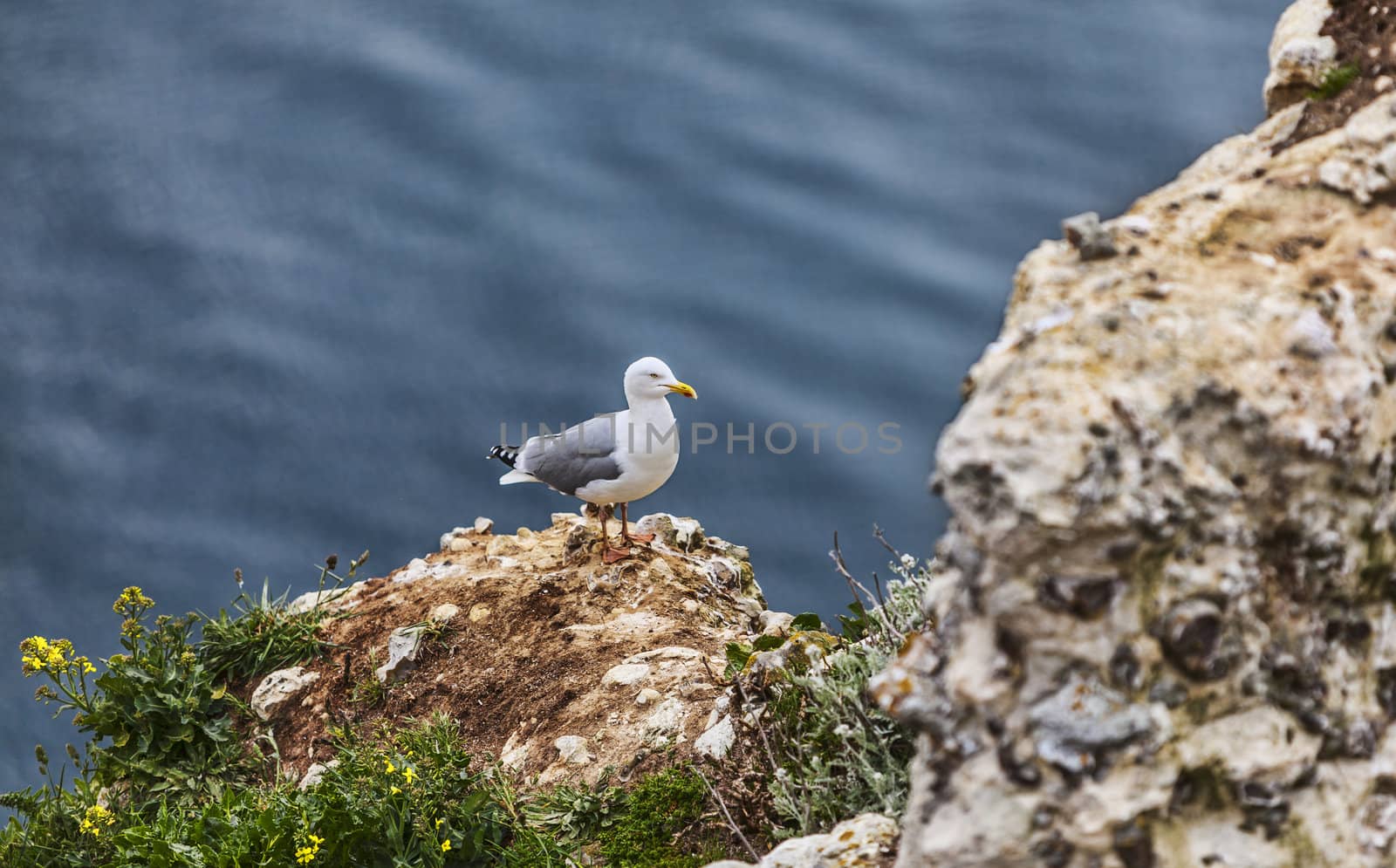 The European Herring Gull on the Etretat Cliffs by RazvanPhotography