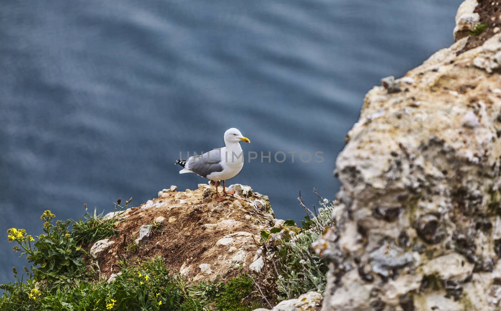 Image of The European Herring Gull (Larus argentatus) on the top of the Etretat cliff in Upper Normandy in Northern France.