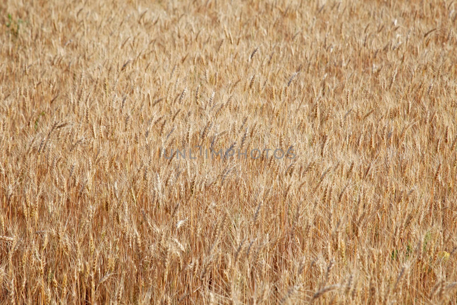 Field of rye ready for harvest. by borodaev