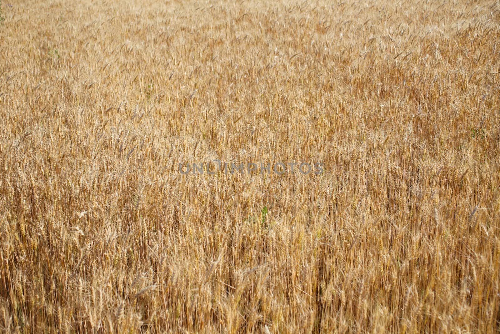 Field of rye ready for harvest. by borodaev