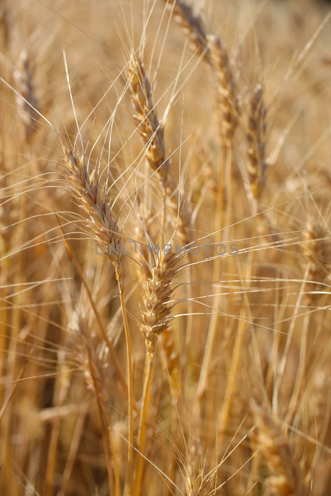 Rye before harvest close up photography. by borodaev