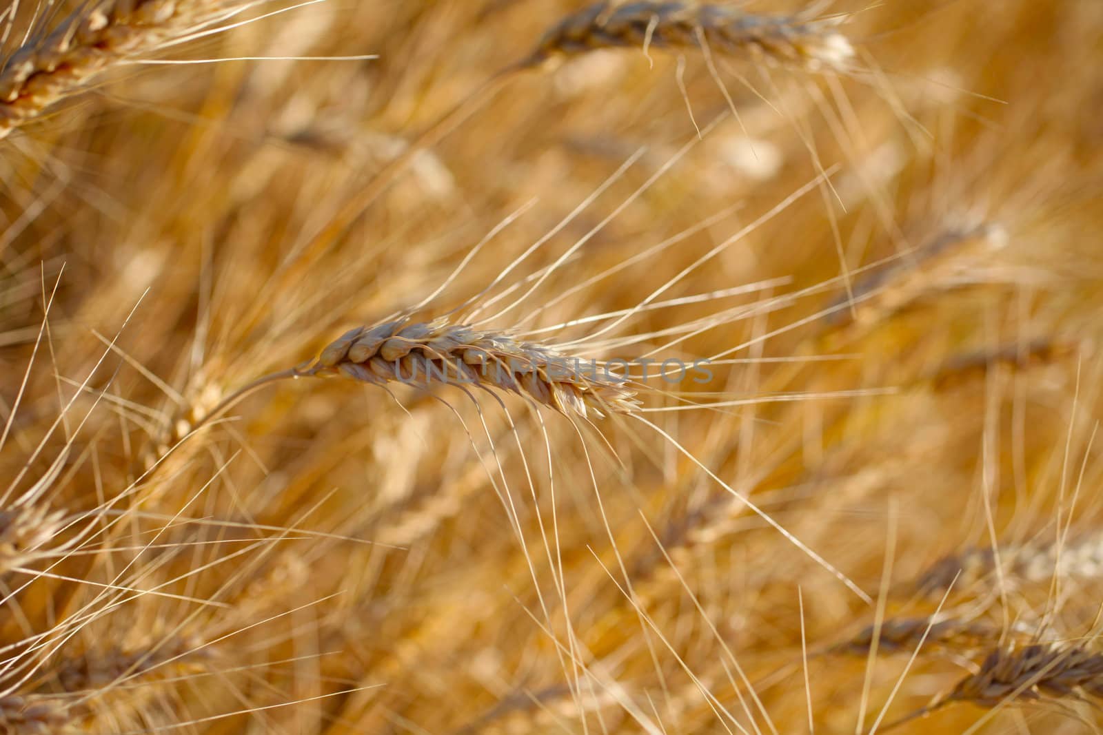 Rye before harvest close up photography. Warm summer light. by borodaev