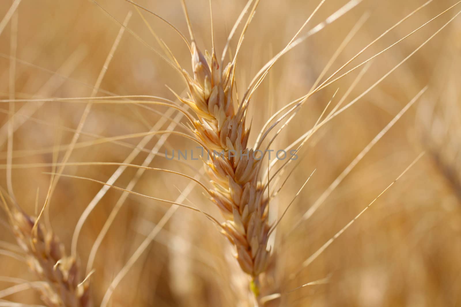 Rye before harvest macro photography. Warm summer light. by borodaev