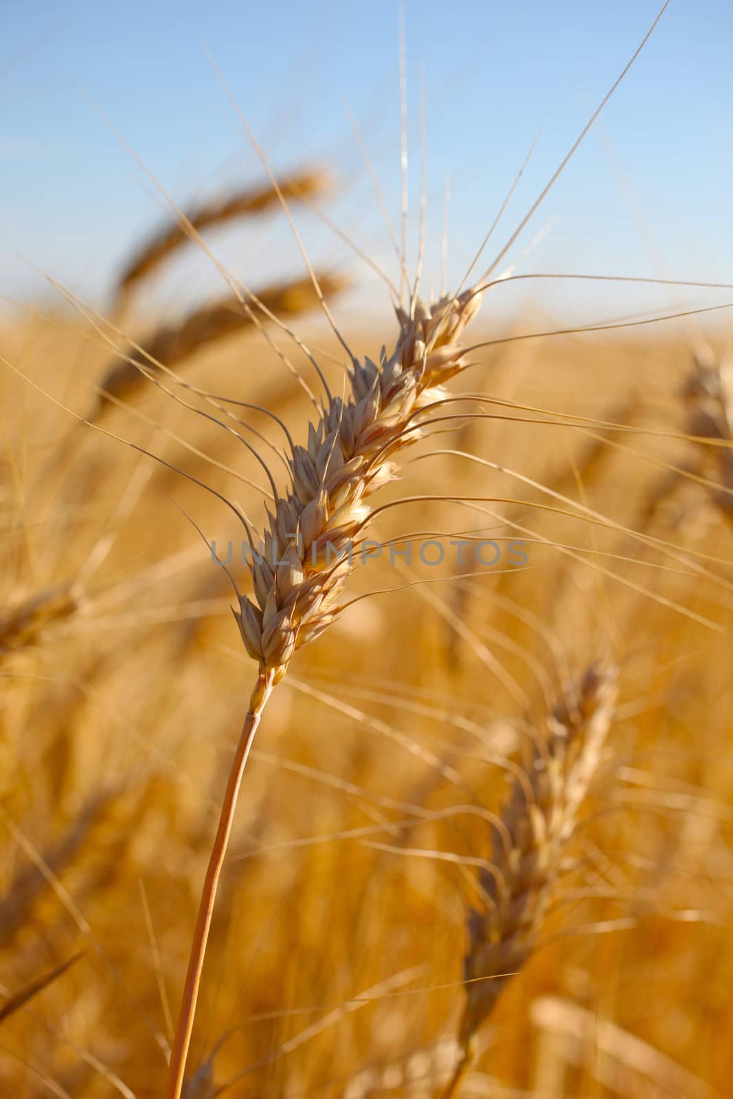 Rye before harvest macro photography. Selective focus.