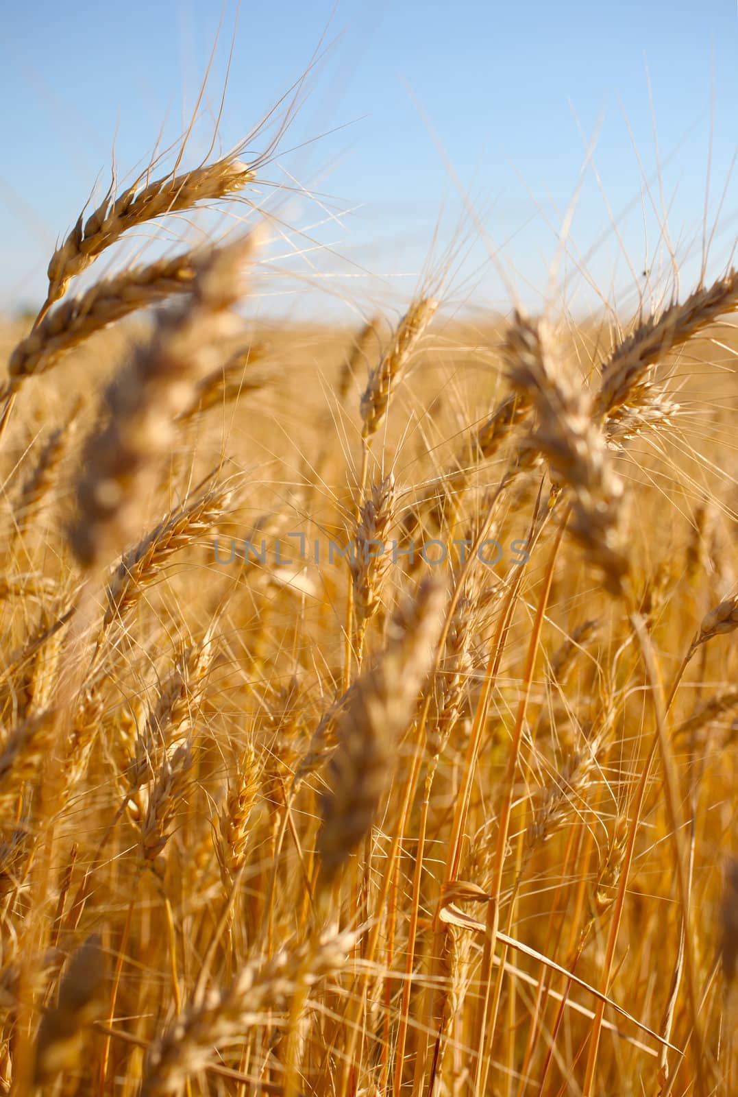 Rye before harvest close up photography. Warm summer light. by borodaev