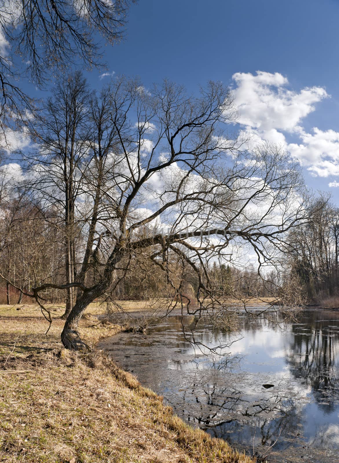 Early Spring in the park with the pond, yellow last year's grass and awakening trees