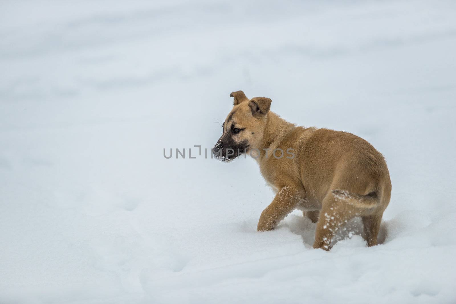 A cute little dog puppy freezing in snow in winter.