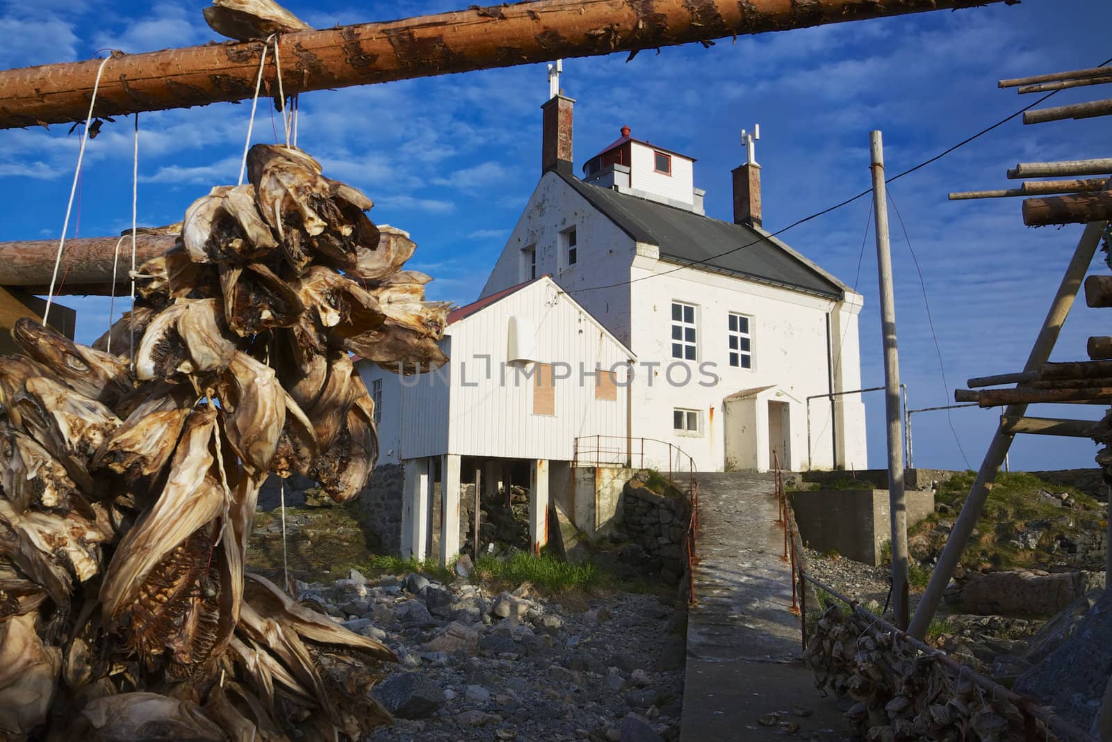Traditional way of drying stock fish on Lofoten islands in norway