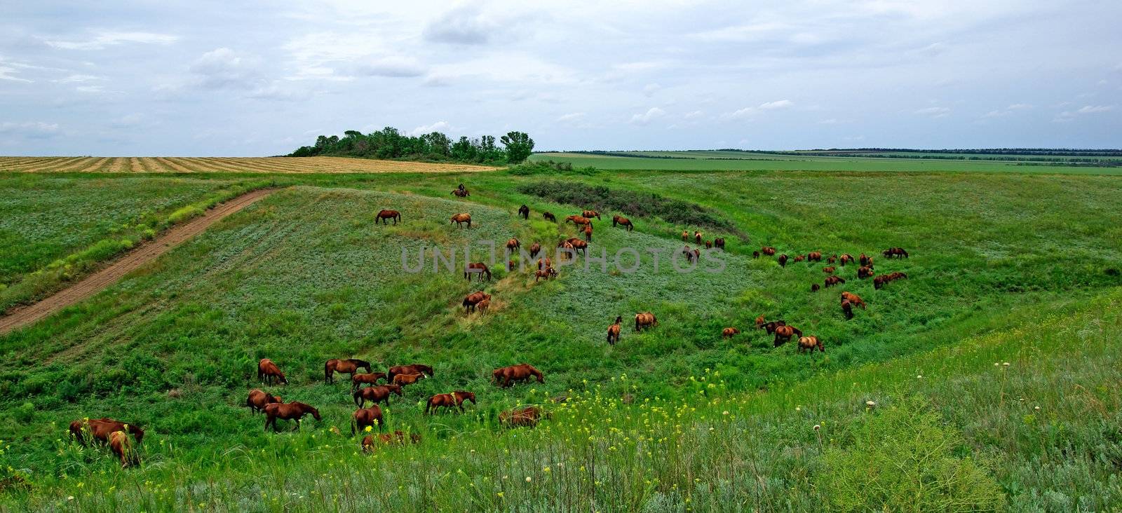 Horses herd in steppe. Animal wildlife landscape.