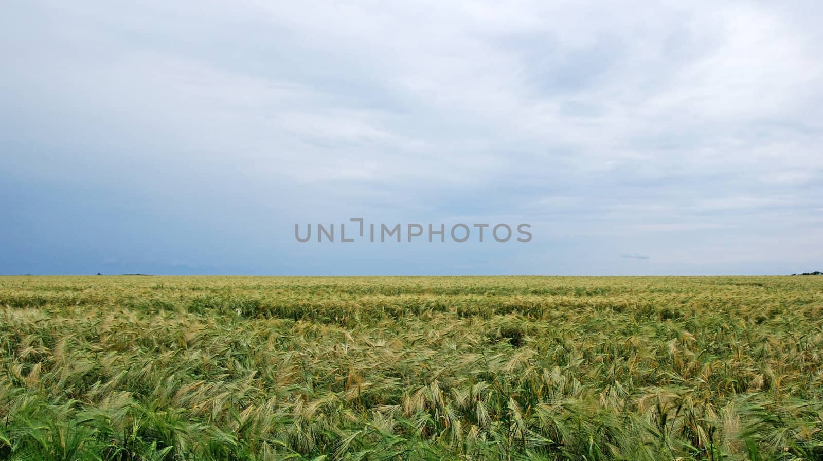 Field of rye landscape. Dramatic summer weather by borodaev